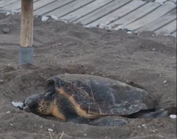 Witnessing the natural wonder of sea turtles nesting on the shores of Atrium Prestige